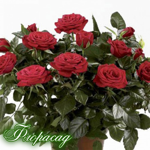 Patiohit rose уход Patiohit rose уход