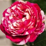 Троянда чайно-гібридна Best Impression (1 саджанець) опис, характеристики, відгуки