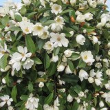 Магнолія ліановидна Фейрі Уайт Блаш Magnolia Fairy White Blush опис, характеристики, відгуки