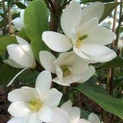 Магнолія ліановидна Фейрі Уайт Блаш Magnolia Fairy White Blush
