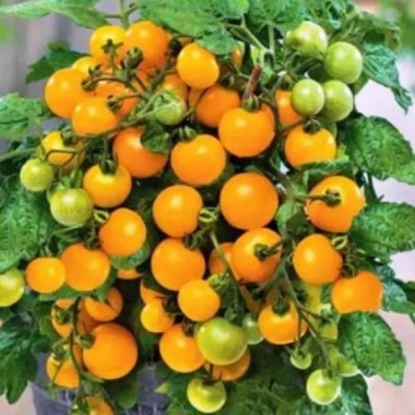 Семена томат Балконный желтый (10 семян) описание, отзывы, характеристики