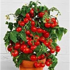 Семена томат Балконный красный (10 семян)