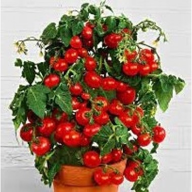 Семена томат Балконный красный (10 семян) описание, отзывы, характеристики
