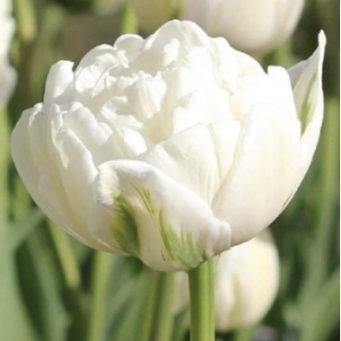Тюльпан махровый White Heart  (3 луков.) описание, отзывы, характеристики