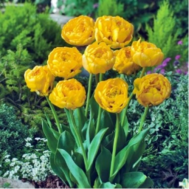 Тюльпан махровый Yellow Pompenette (3 луков.) описание, отзывы, характеристики