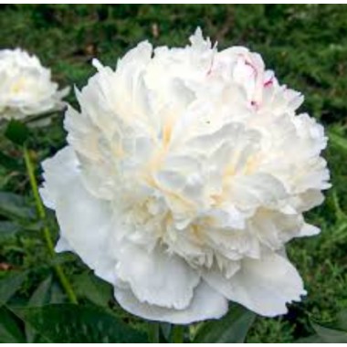 Пион травянистый Sarah Bernhardt White (2\3 почки) описание, отзывы, характеристики