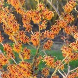 Гамамелис Orange Beauty описание, отзывы, характеристики