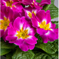 Насіння примула безстеблева Данова bicolor purple (Zip-пакет 5 нас.)