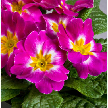 Насіння примула безстеблева Данова bicolor purple (Zip-пакет 5 нас.) опис, характеристики, відгуки Насіння примула безстеблева Данова bicolor purple (Zip-пакет 5 нас.) опис, характеристики, відгуки