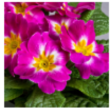 Насіння примула безстеблева Данова bicolor purple (Zip-пакет 5 нас.)