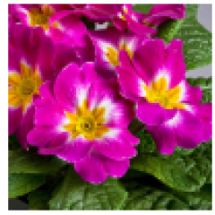 Насіння примула безстеблева Данова bicolor purple (Zip-пакет 5 нас.) Насіння примула безстеблева Данова bicolor purple (Zip-пакет 5 нас.)
