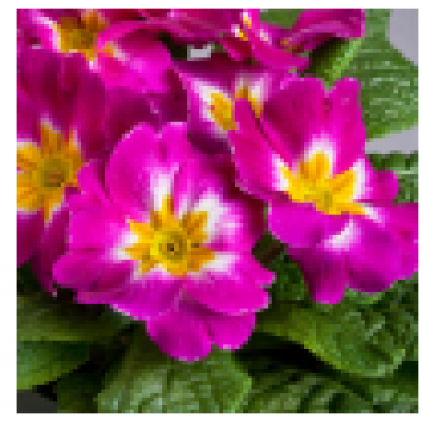 Семена примула бесстебельная Данова bicolor purple (Zip-пакет 5 сем.) описание, отзывы, характеристики