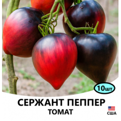 Насіння томат Сержант Пеппер низькорослий (15 нас.)