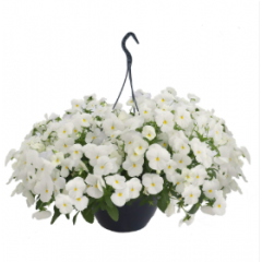 Насіння віола  каскадна Хайфлаєр F1 white (Zip-пакет 5 нас.)