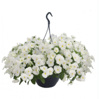 Насіння віола  каскадна Хайфлаєр F1 white (Zip-пакет 5 нас.) опис, характеристики, відгуки