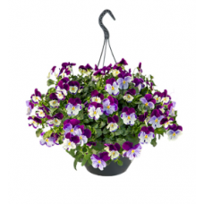 Семена виола  каскадная Хайфлаєр F1 violet shades (Zip-пакет 5 сем.)