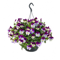 Насіння віола  каскадна Хайфлаєр F1 violet shades (Zip-пакет 5 нас.)