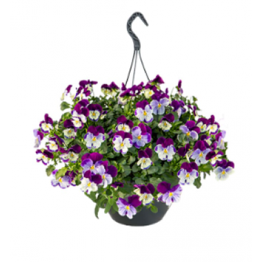 Насіння віола  каскадна Хайфлаєр F1 violet shades (Zip-пакет 5 нас.) опис, характеристики, відгуки