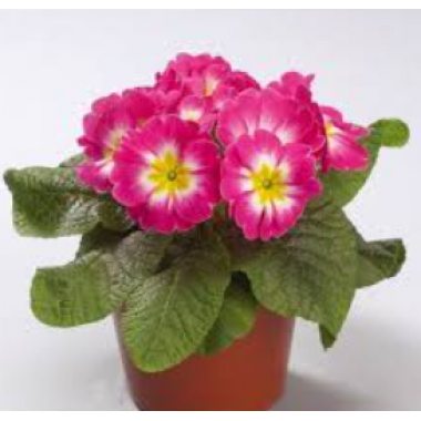 Насіння примула безстеблева Данова rose white bicolor (Zip-пакет 5 нас.) опис, характеристики, відгуки Насіння примула безстеблева Данова rose white bicolor (Zip-пакет 5 нас.) опис, характеристики, відгуки