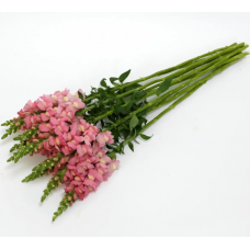 Семена львиный зев на срез Потамак pink (Zip-пакет 10 сем.)