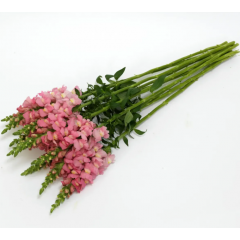 Семена львиный зев на срез Потамак pink (Zip-пакет 10 сем.)