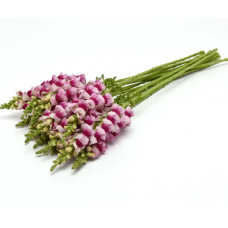 Семена львиный зев на срез Потамак plumblossom (Zip-пакет 10 сем.)