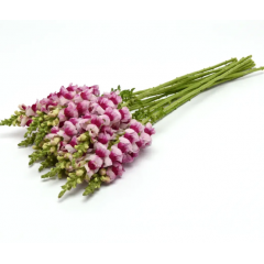 Семена львиный зев на срез Потамак plumblossom (Zip-пакет 10 сем.)