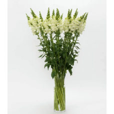 Семена львиный зев на срез Потамак ivory white (Zip-пакет 10 сем.)