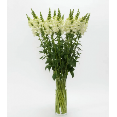 Семена львиный зев на срез Потамак ivory white (Zip-пакет 10 сем.)