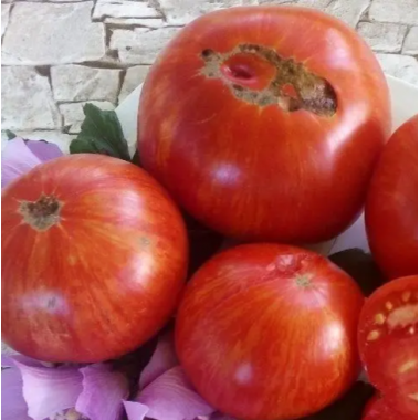 Насіння томат Смугастий штамбовий низькорослий охристого кольору до 100г (Zip 15 насінин) опис, характеристики, відгуки