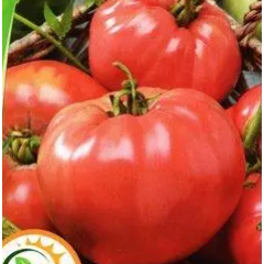 Семена томат Гном Роузи низкорослый розовый 180-200г (10 сем.)
