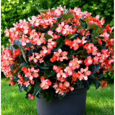 Семена Бегония вечноцветущая BIG DeluXXe F1 лососевая (зелен. лист) (Zip-пакет 3 сем. драже)