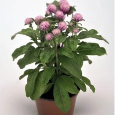 Семена гомфрена шаровидная Гном розовая (Zip-пакет 20 сем.)