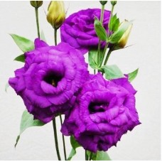 Насіння еустома Кан-Кан пурпурова махрова великоквіткова (Zip-пакет 5 драже)