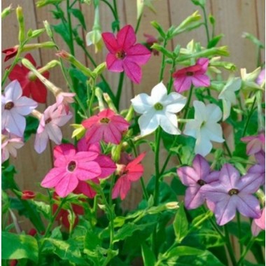 Семена табак садовый Душистый смесь расцветок (0,15г) описание, отзывы, характеристики