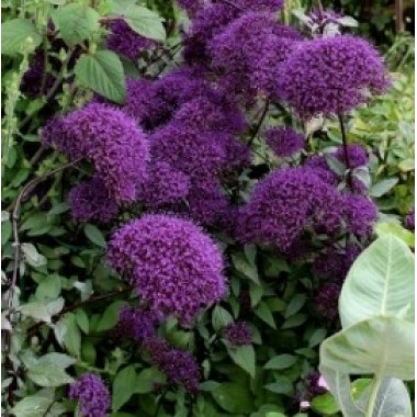 Семена трахелиум Мичиган пурпурный (Zip-пакет 5 семян) описание, отзывы, характеристики