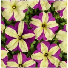 Семена петуния ампельная Лавина пурпурная звезда (Zip-пакет 10 драже)