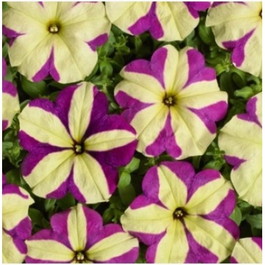 Семена петуния ампельная Лавина пурпурная звезда (Zip-пакет 10 драже) описание, отзывы, характеристики