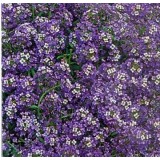 Семена алиссум Фиолетовая королева (500 семян) описание, отзывы, характеристики
