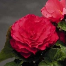 Насіння Бегонія махрова Нонстоп deep rose (Zip-пакет 5 насі. драже)
