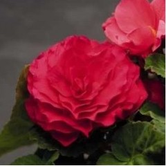 Семена Бегония махровая Нонстоп deep rose (Zip-пакет 5 сем. драже)
