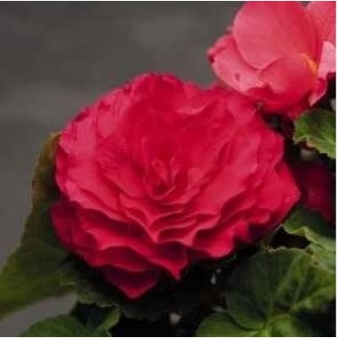 Семена Бегония махровая Нонстоп deep rose (Zip-пакет 5 сем. драже) описание, отзывы, характеристики
