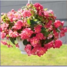 Насіння Бегонія махрова Нонстоп rose picotee (Zip-пакет 5 насі. драже)