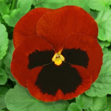 Семена виола  Красный гранат крупноцветковая (20 сем.) описание, отзывы, характеристики