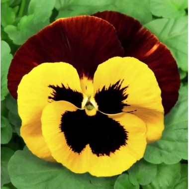 Семена виола  Феникс крупноцветковая (20 сем.) описание, отзывы, характеристики