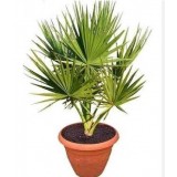 Семена пальма Вашингтония комнатная (5 сем.) описание, отзывы, характеристики