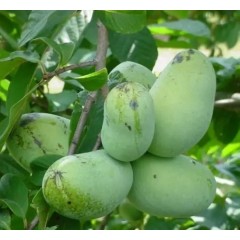 Семена Азимина трилоба Пао-Пао (банановое дерево) (3 шт.)