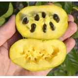 Семена Азимина трилоба Пао-Пао (банановое дерево) (3 шт.) описание, отзывы, характеристики