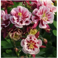Семена аквилегия махровая Winky Double Red & White (Zip-пакет 3 сем.)