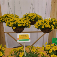 Семена петуния ампельная (сурфиния) Петхоа Калибуст F1 yellow (Zip-пакет 3 драже)